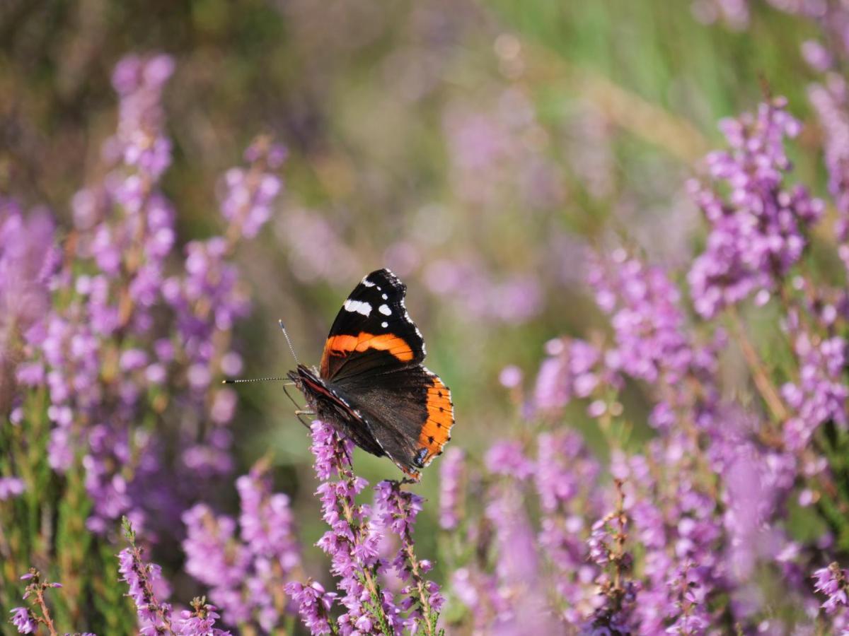 La Vita Veluwe Wapenveld エクステリア 写真